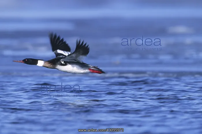 : Red-breasted Merganser : Red-breasted Merganser