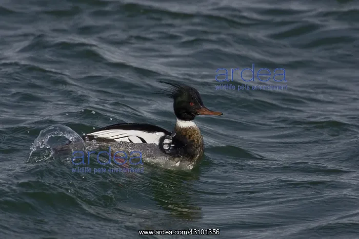 : Red-Breasted Merganser : Red-Breasted Merganser