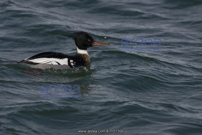 : Red-Breasted Merganser : Red-Breasted Merganser