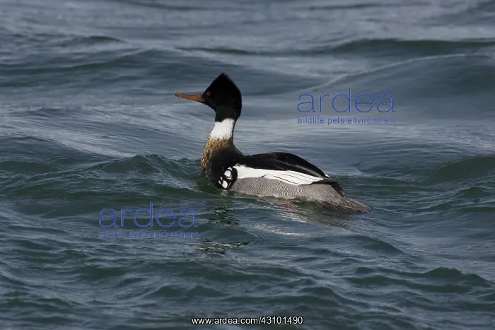 : Red-Breasted Merganser : Red-Breasted Merganser