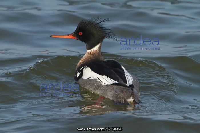 : Red-breasted Merganser : Red-breasted Merganser