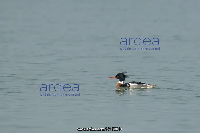 : Red-breasted Merganser : Red-breasted Merganser