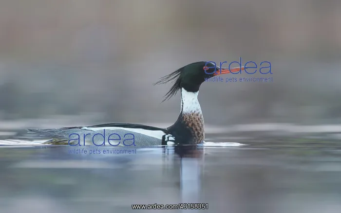 : Red-breasted Merganser : Red-breasted Merganser