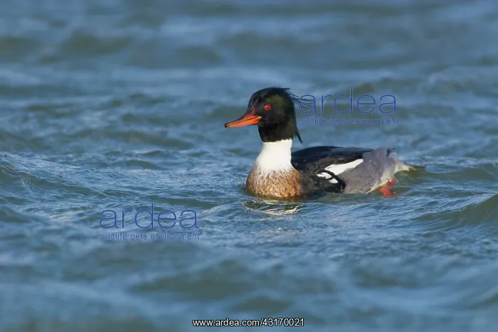 : Red-breasted Merganser : Red-breasted Merganser