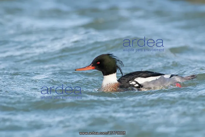 : Red-breasted Merganser : Red-breasted Merganser