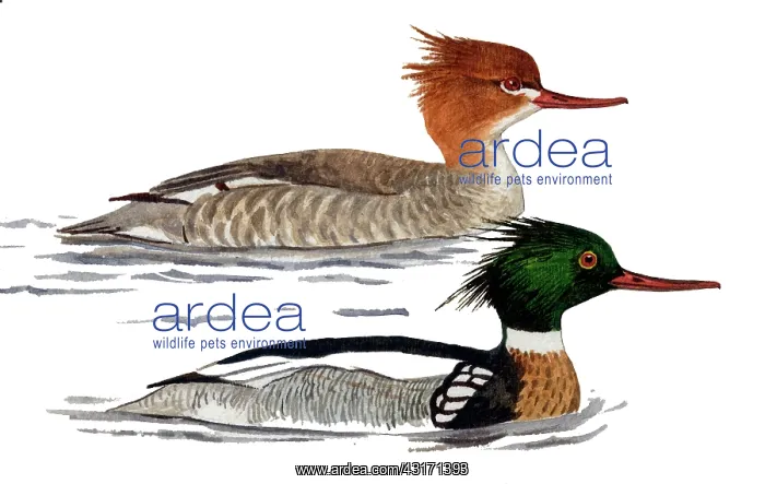 : Red-breasted Merganser : Red-breasted Merganser
