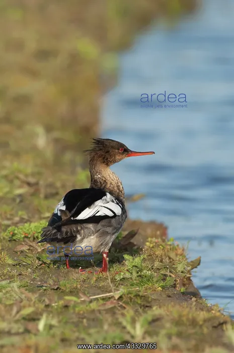 : Red-breasted Merganser : Red-breasted Merganser
