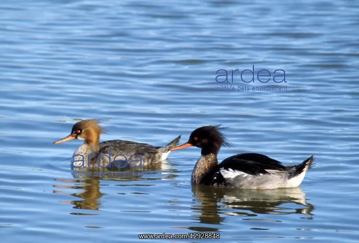 : RED-BREASTED MERGANSER DUCK : RED-BREASTED MERGANSER DUCK