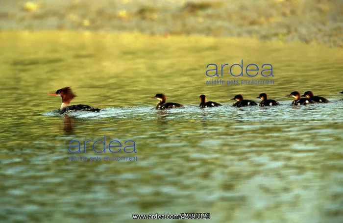 : Red-breasted Merganser Duck - with chicks : Red-breasted Merganser Duck - with chicks