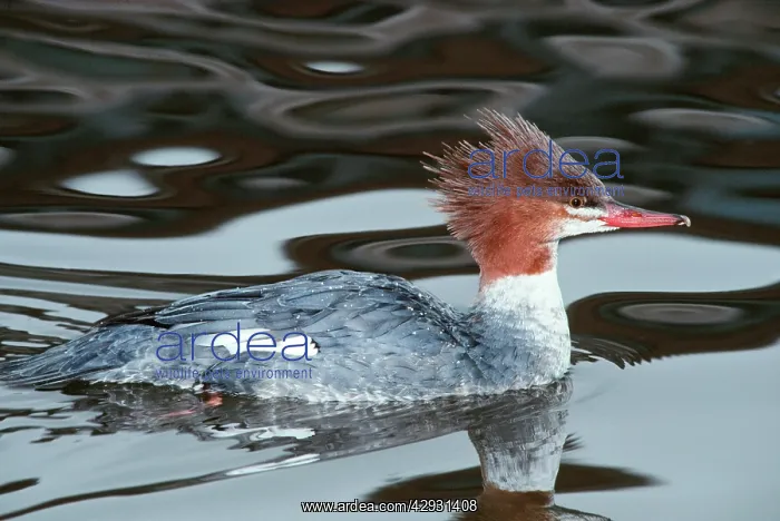 : Red-breasted Merganser Duck - Female, Wild : Red-breasted Merganser Duck - Female, Wild