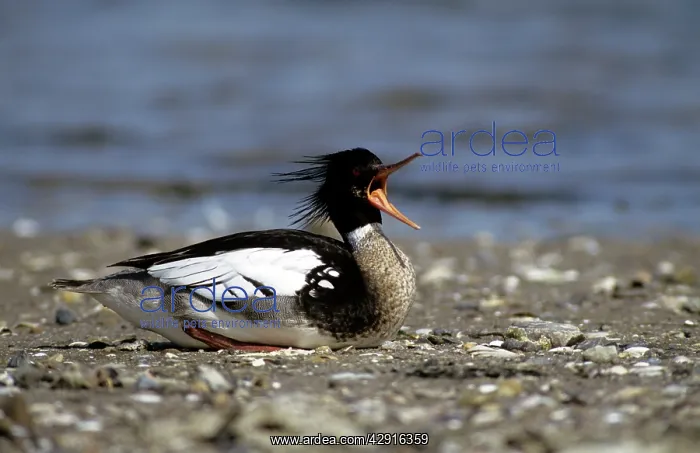: Red-breasted Merganser Duck - male calling at approaching : Red-breasted Merganser Duck - male calling at approaching