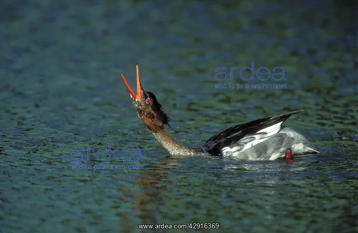: Red-breasted MERGANSER DUCK - male calling, beak : Red-breasted MERGANSER DUCK - male calling, beak