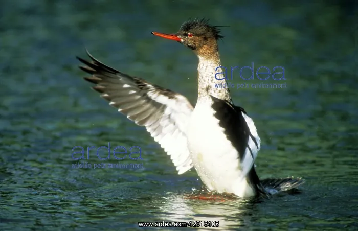 : Red-breasted MERGANSER DUCK - male with out-stretched : Red-breasted MERGANSER DUCK - male with out-stretched