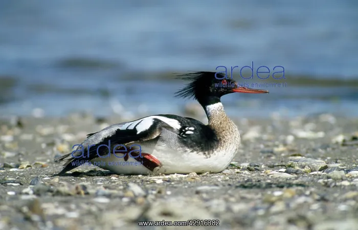 : Red-breasted Merganser Duck - male resting on seashore : Red-breasted Merganser Duck - male resting on seashore