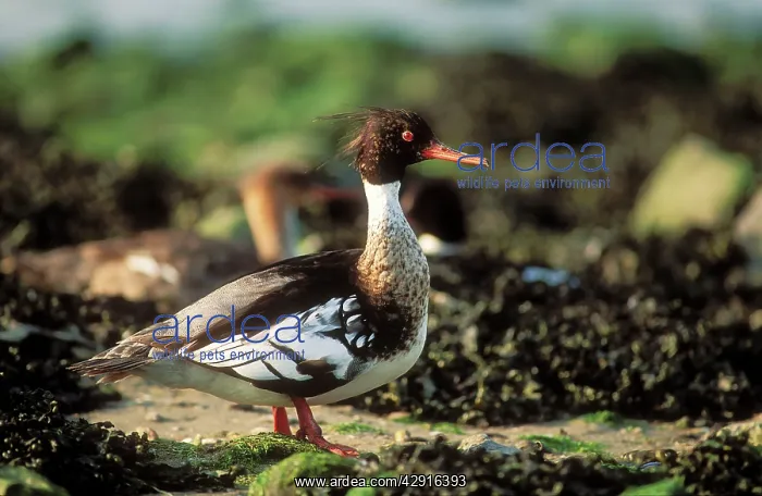 : Red-breasted MERGANSER DUCK - male standing on seashore : Red-breasted MERGANSER DUCK - male standing on seashore