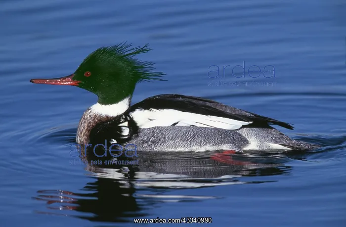 : Red-breasted MERGANSER DUCK - male on water : Red-breasted MERGANSER DUCK - male on water