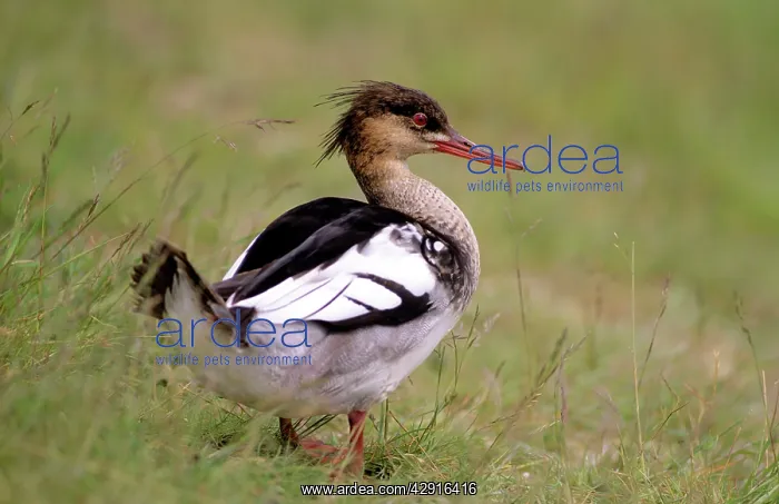 : Red-breasted Merganser Duck - young male resting : Red-breasted Merganser Duck - young male resting