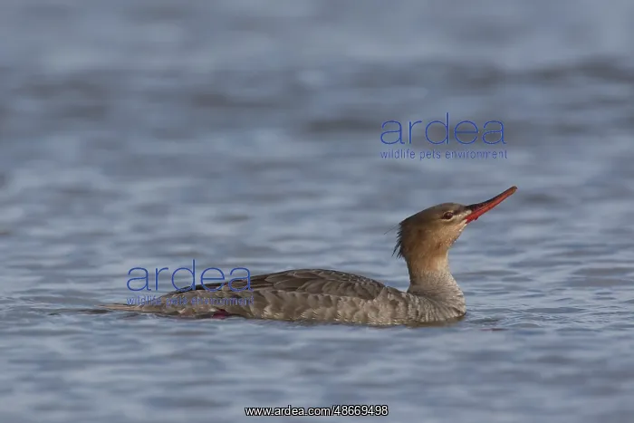 : Red-breasted Merganser female 11 : Red-breasted Merganser female 11