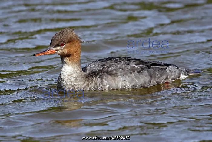 : Red-breasted Merganser - Female : Red-breasted Merganser - Female