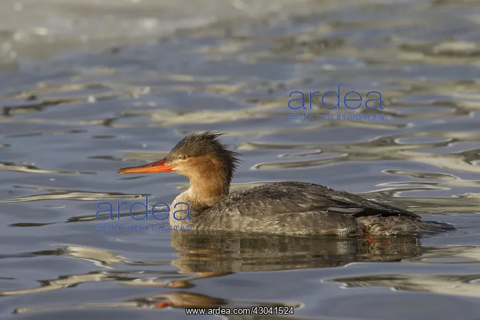  : Red-breasted Merganser female