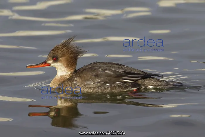  : Red-breasted Merganser female