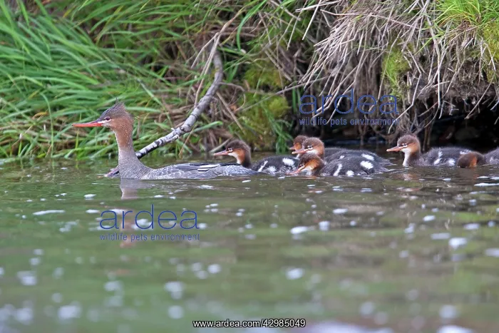 : Red-breasted Merganser - female with chicks : Red-breasted Merganser - female with chicks