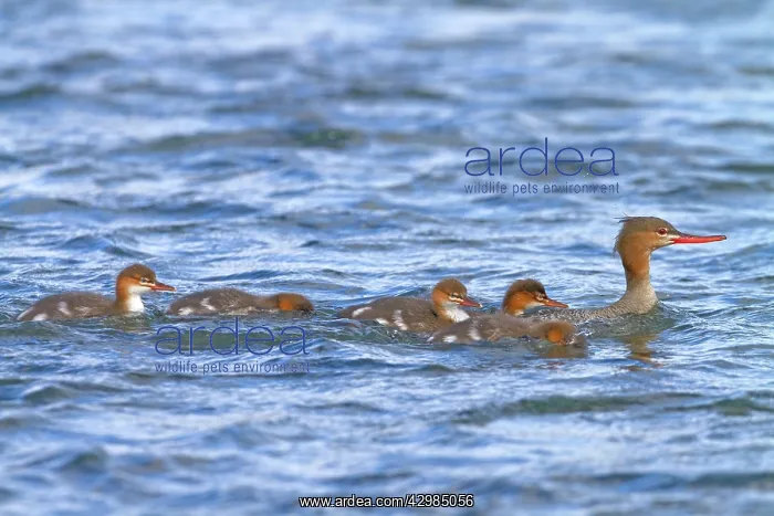 : Red-breasted Merganser - female with chicks : Red-breasted Merganser - female with chicks