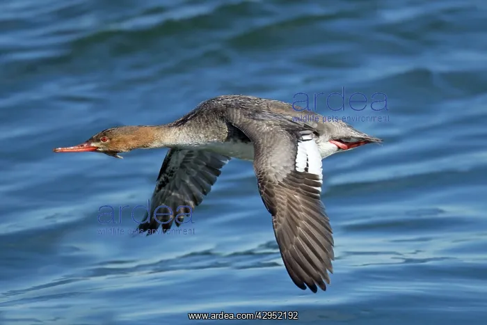: Red-breasted Merganser - female in flight : Red-breasted Merganser - female in flight