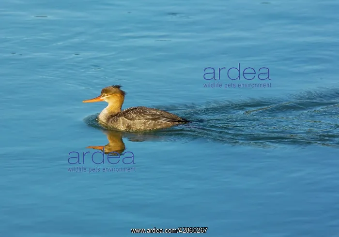  : Red-breasted Merganser - female, winter, on the sea