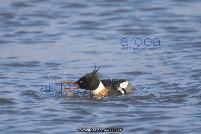 : Red-breasted Merganser male 23 : Red-breasted Merganser male 23