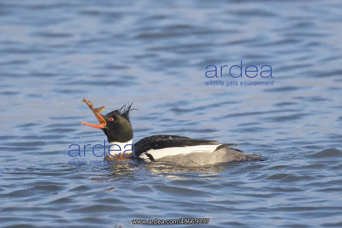 : Red-breasted Merganser male 27 : Red-breasted Merganser male 27