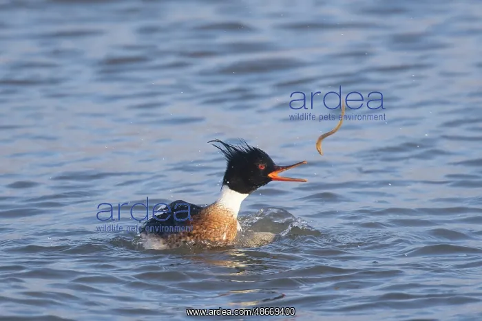 : Red-breasted Merganser male 29 : Red-breasted Merganser male 29