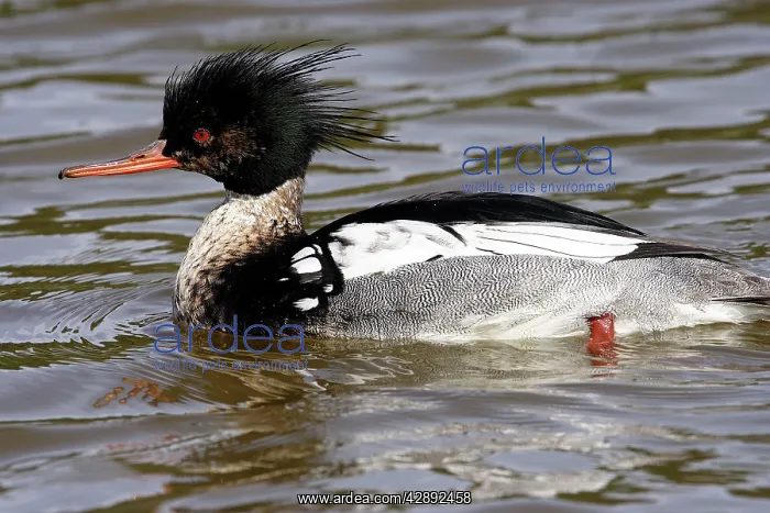 : Red-breasted Merganser - male : Red-breasted Merganser - male