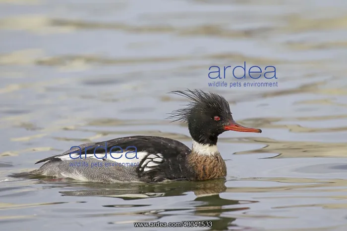  : Red-breasted Merganser male