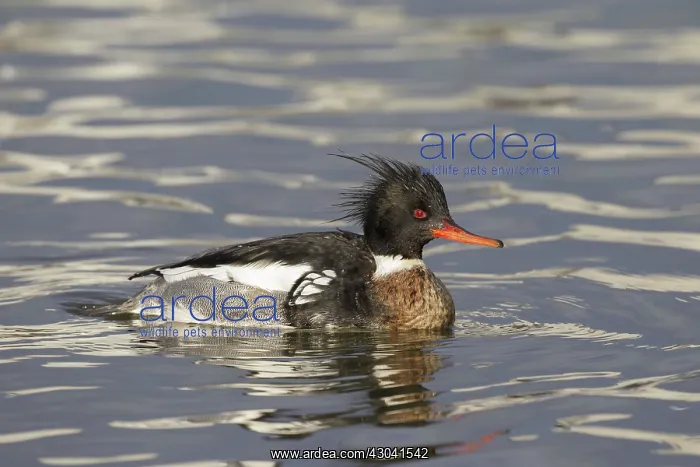  : Red-breasted Merganser male
