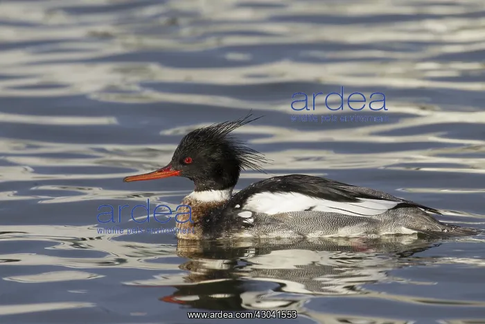  : Red-breasted Merganser male
