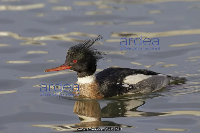  : Red-breasted Merganser male