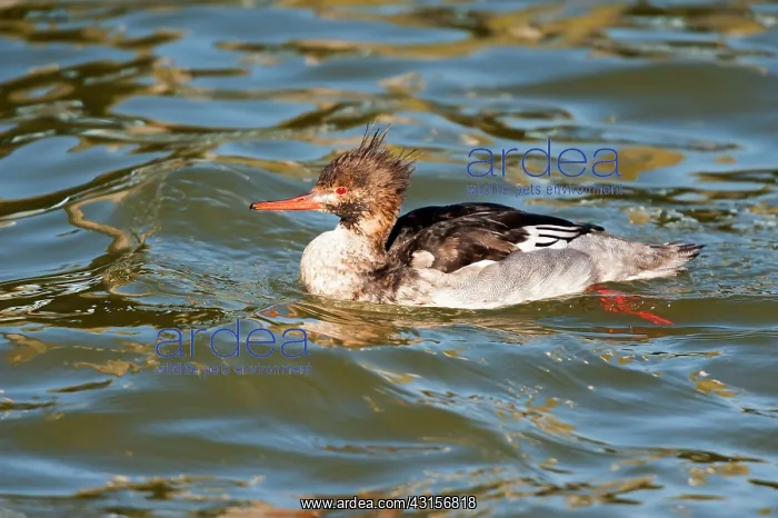 : Red-breasted Merganser (Mergus serrator) : Red-breasted Merganser (Mergus serrator)