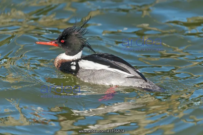 : Red-breasted Merganser (Mergus serrator) : Red-breasted Merganser (Mergus serrator)
