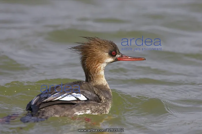 : Red-Breasted Merganser - swimming : Red-Breasted Merganser - swimming