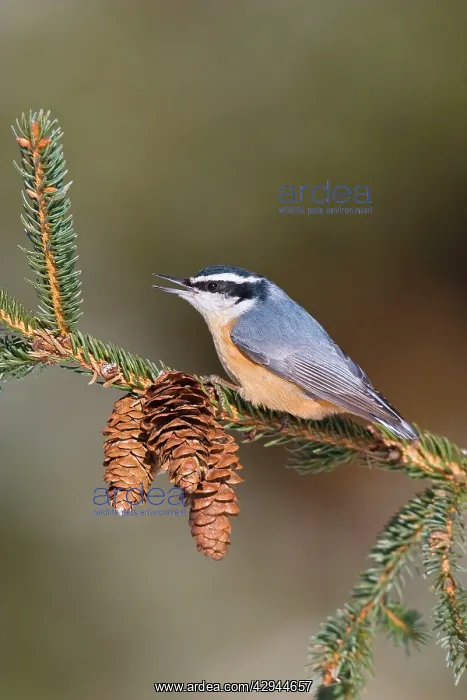  : Red-breasted Nuthatch