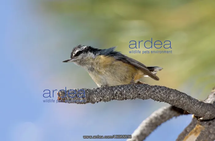 : Red-breasted Nuthatch : Red-breasted Nuthatch