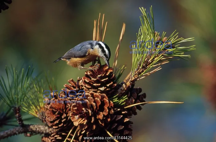 : Red-breasted nuthatch : Red-breasted nuthatch