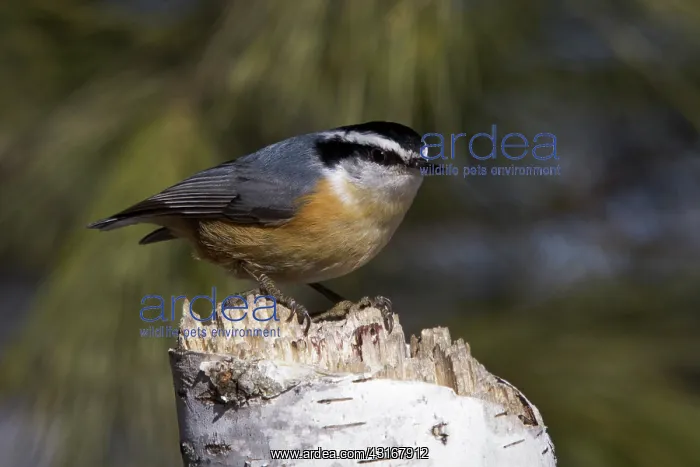 : Red-Breasted Nuthatch : Red-Breasted Nuthatch