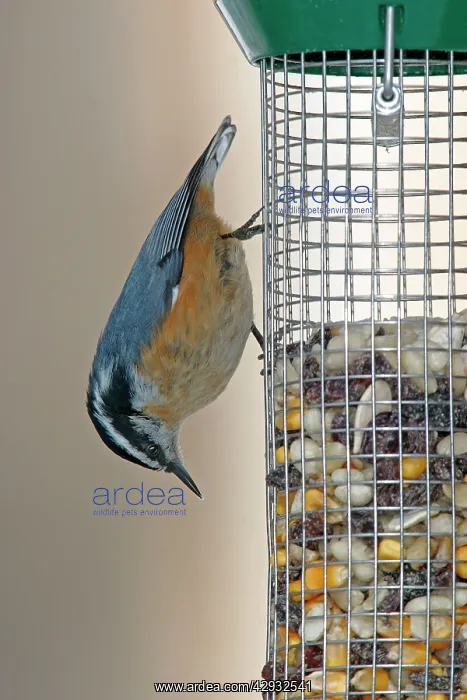 : Red-breasted Nuthatch at bird feeder in winter : Red-breasted Nuthatch at bird feeder in winter