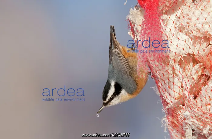 : Red-breasted Nuthatch - eating suet : Red-breasted Nuthatch - eating suet
