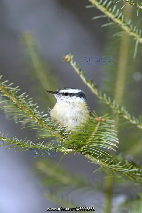 : Red-Breasted Nuthatch (Sitta canadensis) : Red-Breasted Nuthatch (Sitta canadensis)