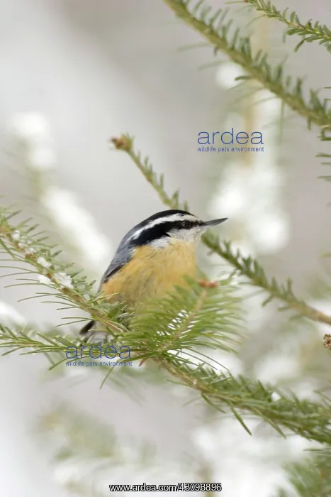 : Red-Breasted Nuthatch (Sitta canadensis) : Red-Breasted Nuthatch (Sitta canadensis)