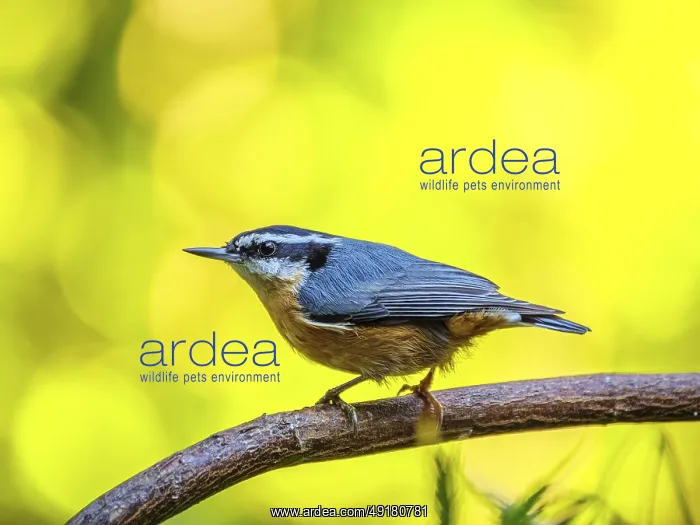 : A red-breasted nuthatch (Sitta canadensis) perched on a branch in front of a blurred background of yellow autumn leaves : A red-breasted nuthatch (Sitta canadensis) perched on a branch in front of a blurred background of yellow autumn leaves