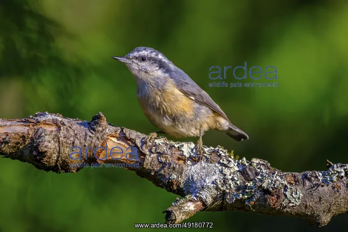 : A Red-breasted Nuthatch (Sitta canadensis) perching on a tree branch : A Red-breasted Nuthatch (Sitta canadensis) perching on a tree branch